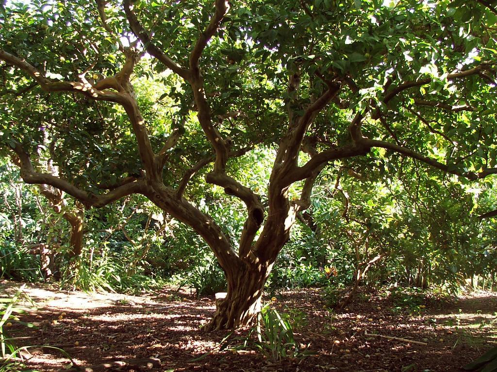 Quinta Das Buganvilias Castelo Branco  Extérieur photo